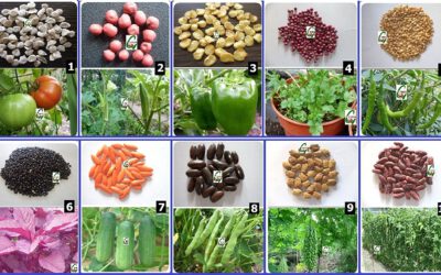 Vegetables Seeds